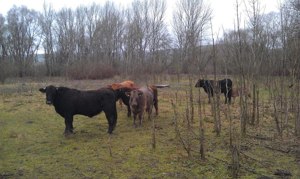 Aktuelles zur Beweidung Angus-