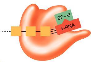 diphtheriae 5.