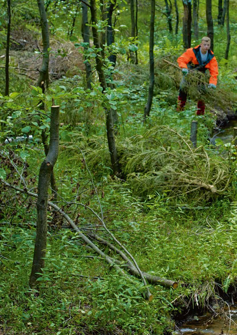 Pflege von Waldbiotopen Unsere Forstwirte