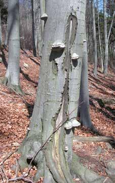 Dazu zählen die Generalregeln für Revierförster im Landeswald der Forstbezirke, daraus abgeleitete Vollzugshinweise zur dauerhaften Markierung von Biotopbaumgruppen in FFH-Lebensräumen und Anhang II