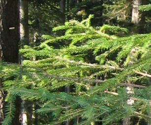 40 Jahre Bergmischwald Picea abies Fagus silvatica Abies alba Acer pseudoplatanus JAHR EREIGNIS 1976 Anlage des Bergmischwaldversuches in den Chiemgauer Alpen im Bereich des Hauptdolomits durch Peter