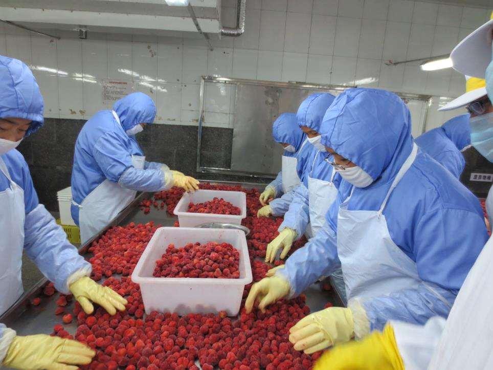 Erzeugung von TK Erdbeeren in