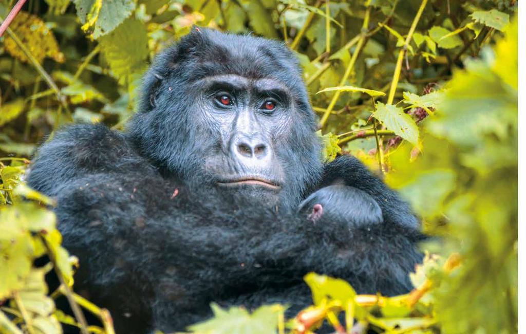 14 Tage Höhepunkte Uganda ab/bis Wien Gorillas im sich lichtenden Nebel, sind ein