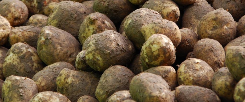 Beispiel: Kartoffel 180 kg N/ha