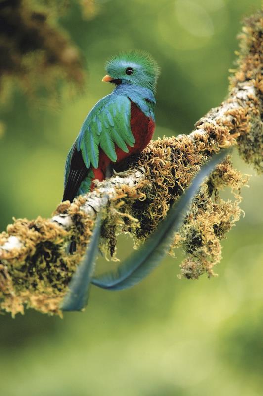 12-Tage in den Regenwäldern von Costa Rica Fachkundige Leitung in DE, EN,