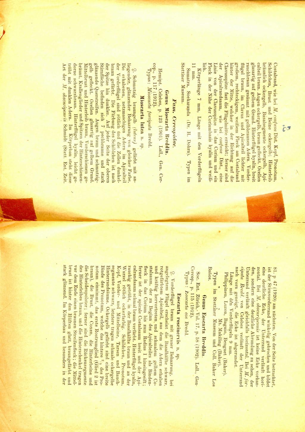 81. p 47 (1920) am nachsten. Von der Seite betrachtet, ist der Stirnvorderrand winkelig gebrochen und bildet eine deutliche Ecke, der Unterrand verlauft horizontal. Bei J\I.
