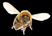Halades 01 Desinfektionsmittel für den Bienenstock Hive Alive Für einen vitalen Start in die neue Saison Halades 01 ist ein flüssiges Konzentrat zur Desinfektion von Bienenbeuten und Werkzeugen nach