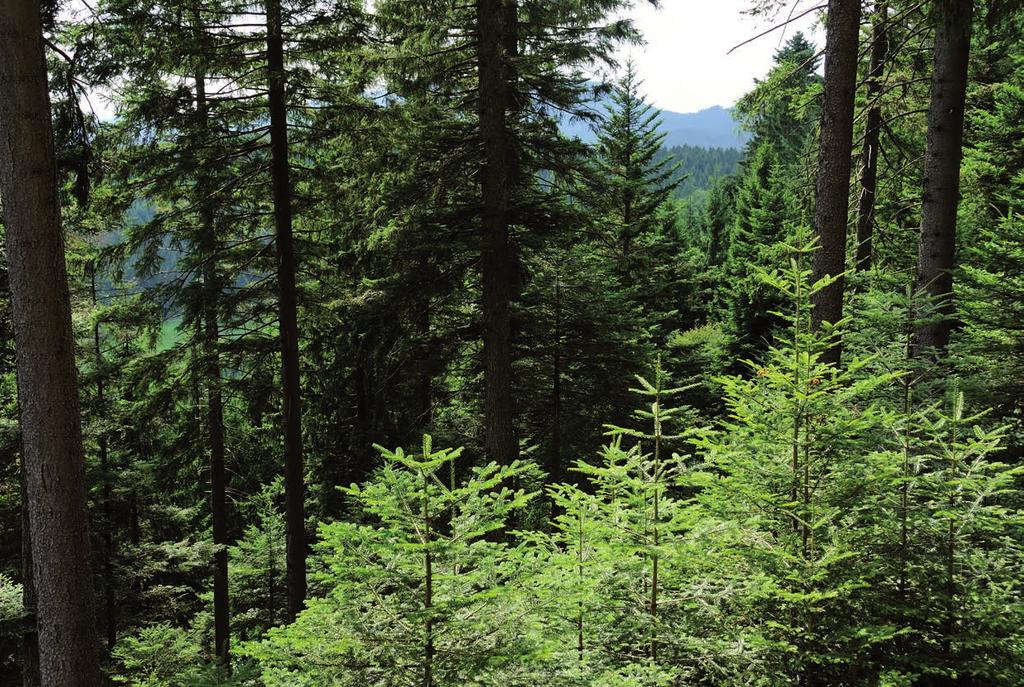 PFLEGE UND BEWIRTSCHAFTUNG DES WALDES IN EINER HAND Im Landratsamt Ortenaukreis ist das Amt für Waldwirtschaft Ihr kompetenter Ansprechpartner für alle Fragen rund um den Wald.