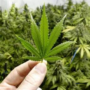 Obwohl der Begriff der gesamten Pflanze entspricht, setzen inzwischen viele Cannabis überwiegend mit THChaltigen Pflanzenprodukten gleich, die als Droge verwendet werden.