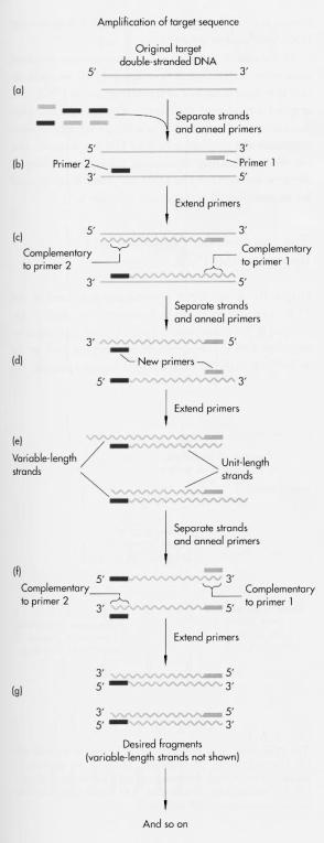 Polymerase-Kettenreaktion (PCR) -Denaturierung: bei 95 C trennen sich die beiden Stränge der DNA-Duplex - Annealing: durch schnelles Abkühlen auf ca.