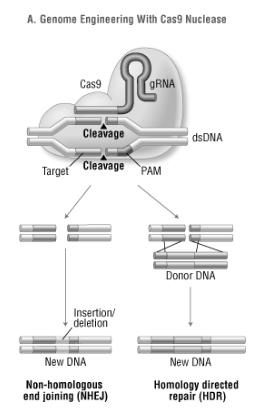 Gene in der lebenden Zelle gezielt ver!ndern: Genome-Editing mit dem CRISPR/Cas-System Das CRISPR/Cas-System entstammt einem adaptiven antiviralen Abwehrmechanismus aus Bakterien, dem CRISPR.