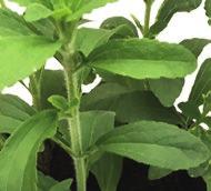 Eine Pflanzung im Topf ist bei Stevia durchaus machbar.