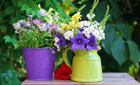 Tipp 7 Umtopfen Pflanzenfreunde haben immer Blumentöpfe im Haus.