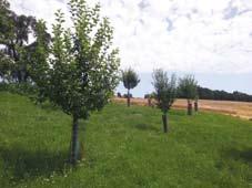 Neupflanzung von Obstbäumen Obstbaum-Pflanzaktion im Herbst 2015 Heuer im Herbst organisiert der Naturparkverein wieder eine gemeinschaftliche Obstbaum-Bestell- und Pflanzaktion.