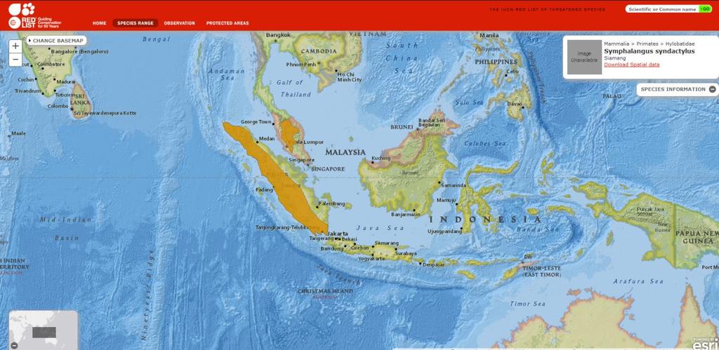 Verbreitung der Siamangs Natürlicher Lebensraum: Indonesien, Malaysia, kleines Areal auf der südlichen Halbinsel von Thailand