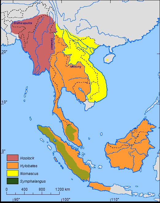 Die Systematik der Gibbons Aufteilung in vier Gattungen: Symphalangus (Sumatra & malayische Halbinsel): Siamang Nomascus (Südchina, Vietnam, Laos, Kambodscha): Westlicher schwarzer Schopfgibbon