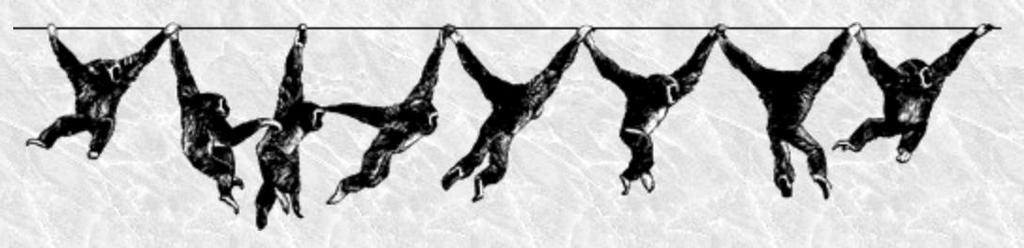 Fortbewegung der Gibbons Brachiation = Schwinghangeln -> schwingen nur unter Einsatz der vorderen Gliedmaßen,