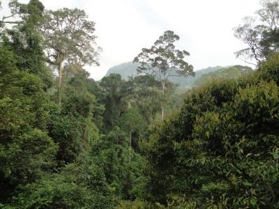 Lebensraum der Silbergibbons Kronendach des tropischen