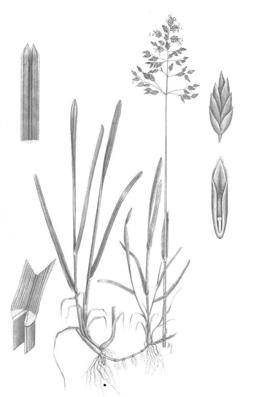 Wiesenrispe: Ausläufer bildend (Untergras) bevorzugt nährstoffreiche Standorte bildet eine dichte Grasnarbe optimal für Weide Quelle: Dietl et al.