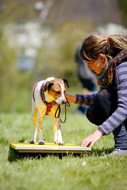 DIE DREI ABSCHNITTE DER AUSBILDUNG Die Ausbildung zum Tellington TTouch Practitioner für Hunde/Kleintiere in Österreich besteht aus drei