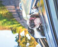 Die Möglichkeiten Die Strafen Transportkäfige aus Metall sind vor allem Erhebliche Schäden können bei Unfällen für größere Hunde geeignet. Sie können mit durch Aufprall entstehen.