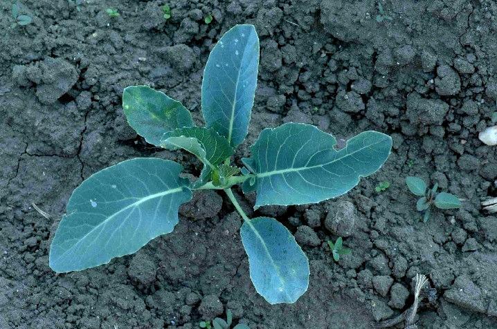 Blumenkohl Allgemeines Vernalisation Blumenbildung ist erst nach einer Jugendphase möglich Frühe Sorten: 3. bis 4.