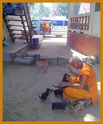 TEMPEL PROJEKT AUGUST 2015 Im Oktober 2007 begann das DRCS Hunde und Katzen an vielen Tempeln zu füttern.