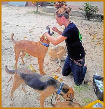 Tägliche Medikamentenverteilung für herrenlose und Tempel-Hunde Unser Team behandelt täglich über 20 Hunde mit Medikamenten oder Spritzen.