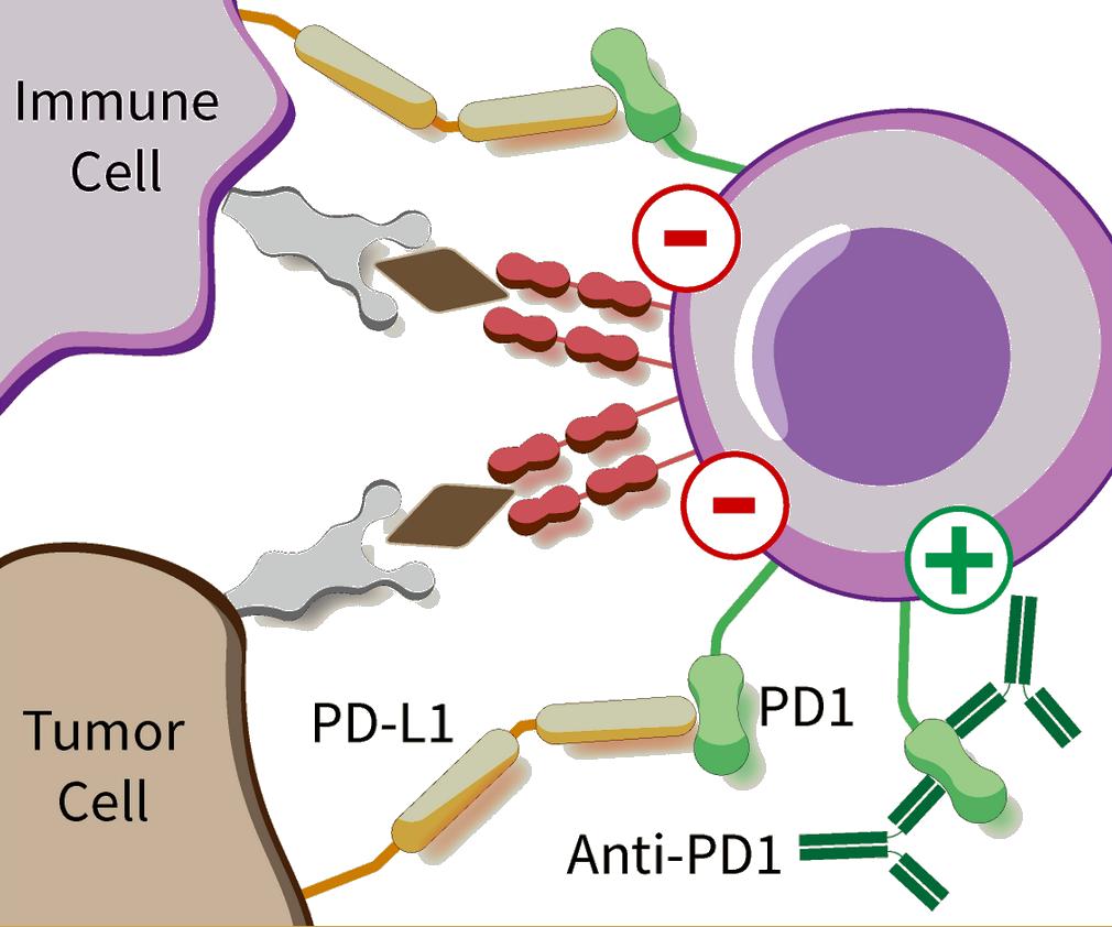 PD1 PD-L1 Interferieren mit Antigenerkennung und Effektorfunktion gegen Tumorzellen