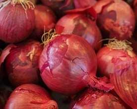 Allium cepa Onion