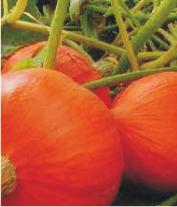 Jungpflanzen Kürbisse Kürbisse Butternut Glockenförmiger, blassgelber Kürbis mit festem, orangenem