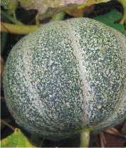 Jungpflanzen Melonen Melonen Sugar Baby Rotfleischige, süße Wassermelone mit