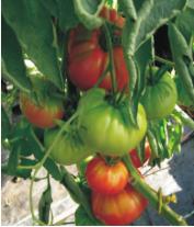 Jungpflanzen Tomaten Fleischtomaten Paprikaförmige Große