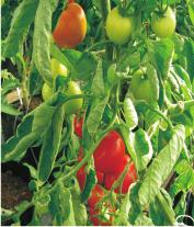 Jungpflanzen Tomaten Salattomaten Hellfrucht