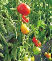 Jungpflanzen Tomaten Salattomaten Matina