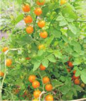 Jungpflanzen Tomaten Wildtomaten Rote Murmel Sehr