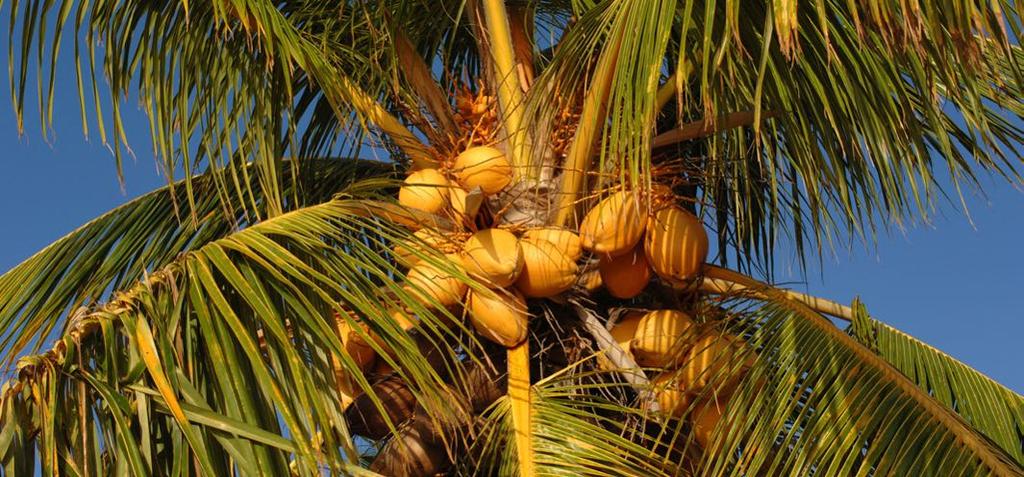 Als pflanzliches Fett ist es den tierischen Varianten, wie Butterschmalz, vorzuziehen, da wir im Kokosöl keinerlei entzündungsfördernde Arachidonsäure finden.