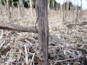 Abbildung 4: Sclerotinia sclerotiorum auf Kontrollschlägen (PSD MV, 2007-, n = 49-61) Verticillium longisporum Die bodenbürtige Fruchtfolgekrankheit infiziert bereits symptomlos im Herbst die Wurzeln