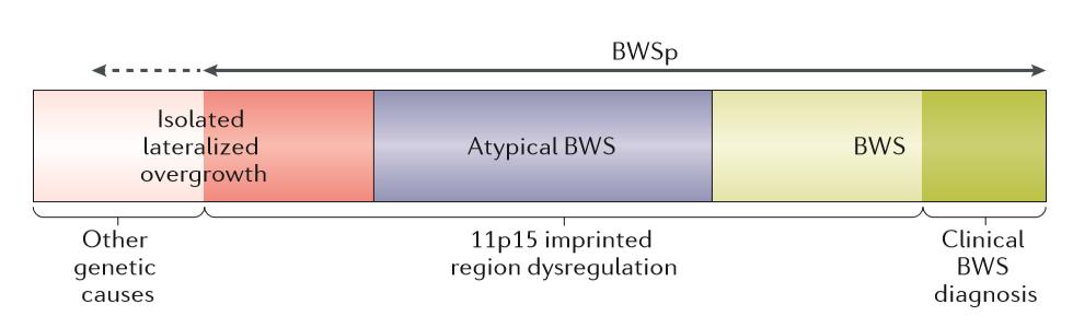 3. Begriffsdefinition Beckwith-Wiedemann Syndrom Spektrum BWS-Spektrum beinhaltet: Klassisches BWS mit typischen Symptomen und nachgewiesener genetischer Veränderung Klinisch diagnostiziertes BWS mit