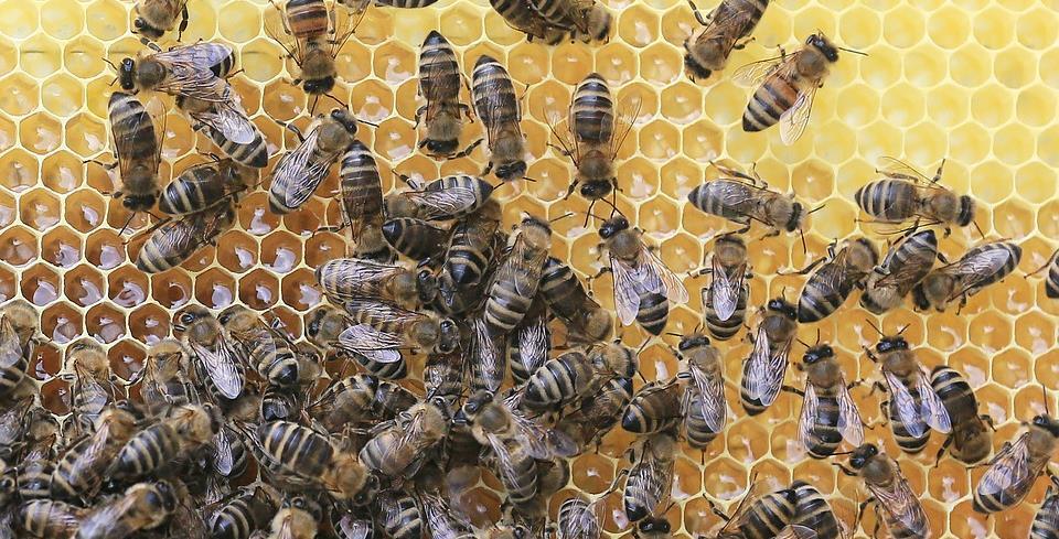 Inhalt Einführung in das Leben der Honigbiene Was benötige ich für den Start? Wo bekommt man Bienen her?