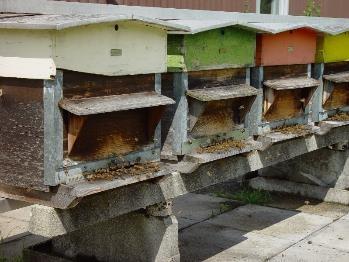 Bienenhaltung in der Schweiz Völker 165 000