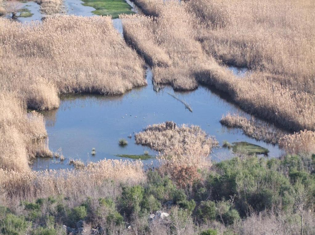 Abb. 0: Einer von der 5 illegalen Jagdseen in Kneta Gjeratit, Buna Delta (Albanien) also im Naturschutzgebiet von internationalen Bedeutung: in der Mitte steht die Jagdblende mit Lautsprechern, vorne