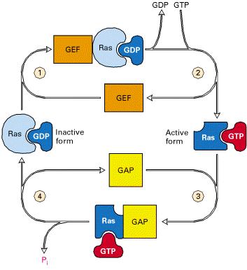 Kleine GTP-bindende Proteine (G-Proteine) als Schalter der MAP-Kinase Kaskade GEF: