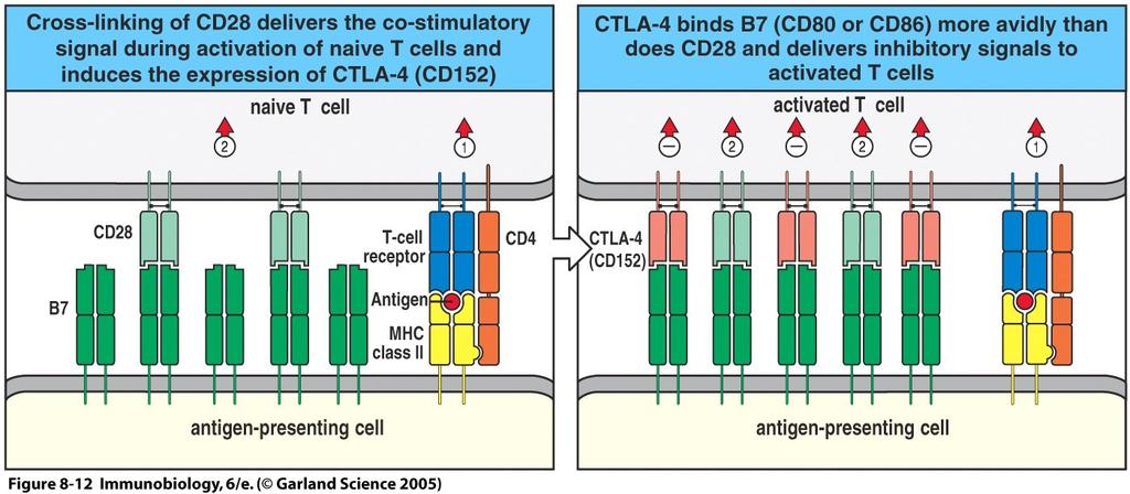 CTLA-4 (CD152) generiert hemmendes Signal in