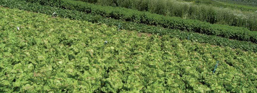 Dr. Claudia Mack Biologischer Düngemittelversuch an Salat Vor allem im biologischen Landbau steigt die Nachfrage nach biologischen Zukaufsdüngern, die auch aus einer biologischen Produktion stammen.
