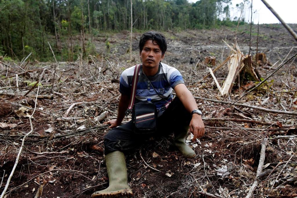 Indonesien Tipak Nainggolan, 27, blickt fassungslos auf den zerstörten Wald. Die Zellulosefirma TPL will hier Eukalyptusbäume pflanzen, um Papier zu gewinnen.