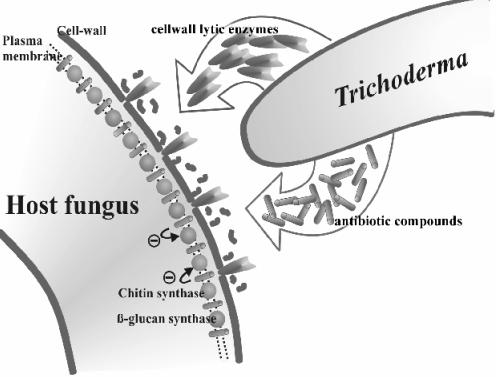 Abb. 2: Sekretion von lytischen Enzymen und antifungalen Metaboliten bei der Wechselwirkung zwischen Trichoderma und Wirtspilz (Kubicek et al.