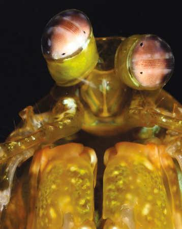 99 Räumliches Sehen mit nur einem Auge Das Auge eines Fangschreckenkrebses (am Beispiel von Odontodactylus scyllarus) ist ganz ähnlich dem anderer Krebse mit Appositionsaugen gebaut.
