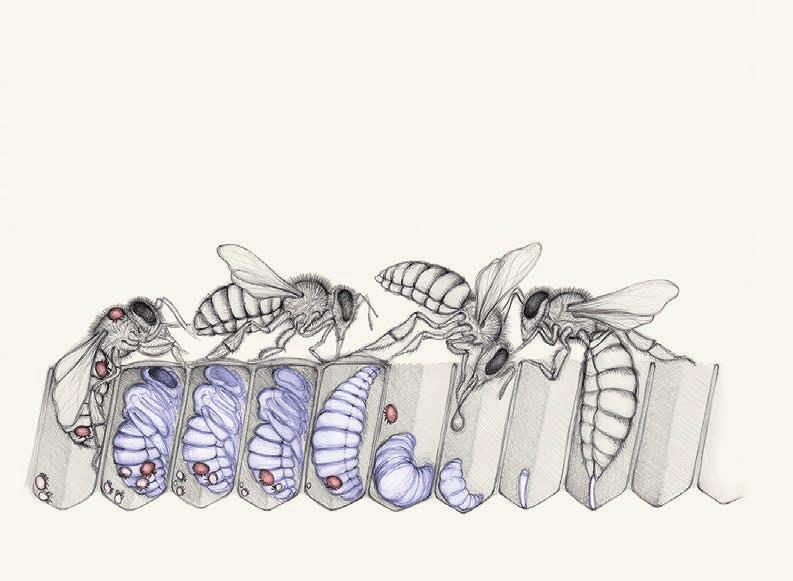 DIE BIOLOGIE DES PARASITEN 11 Die Fortpflanzung der Varroa-Milbe Königin legt Eier... Varroa-Milbe dringt in eine Zelle mit Larve ein Arbeiterin füttert die Larve.