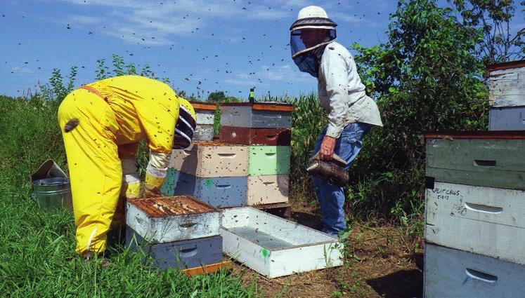 18 Die Varroa-Milbe Die zurückgebliebenen Bienen in dem durch Räuberei oder Schwärmen geschwächten Bienenstock sind einer noch größeren Gefahr ausgesetzt, denn etwa zwei Drittel der Varroa-Milben